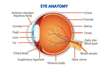 Mechanism of Vision explained - Eyetrraction