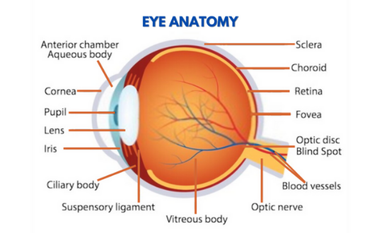 Eye_Anatomy