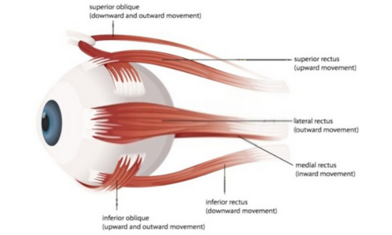 Eye_Muscles_Diagram