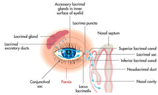 Lacrimal_Apparatus