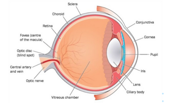 Parts_Of_Eye