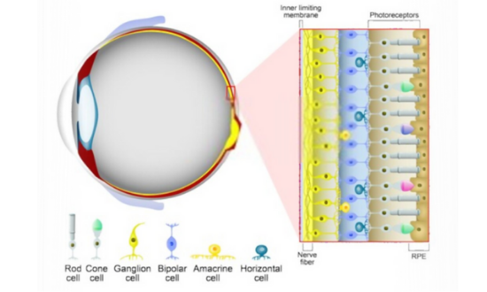 Retina anatomy