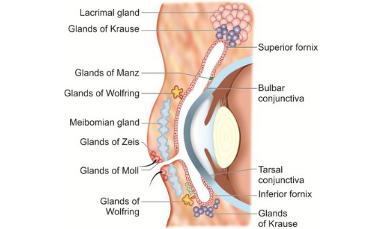 Secretory_System