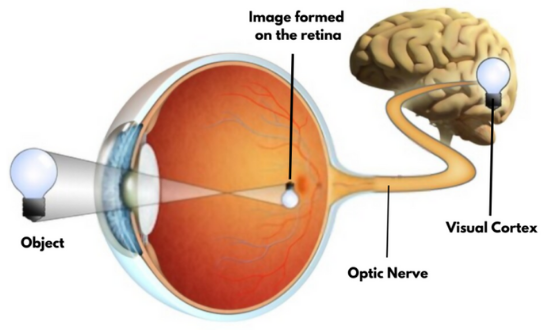 Visual_Cortex_Diagram